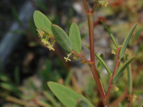 Sauropus bacciformis