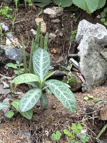 Sauropus spatulifolius — photo