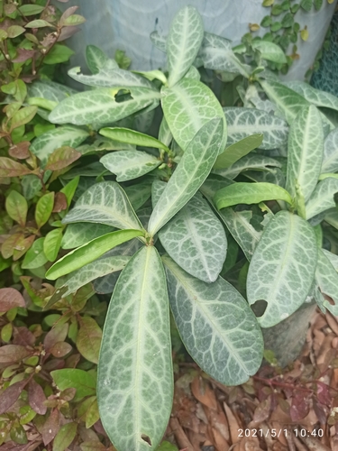 Sauropus spatulifolius