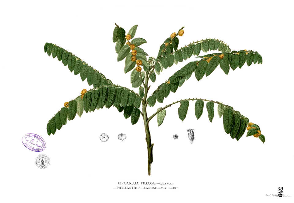Sauropus villosus — photo
