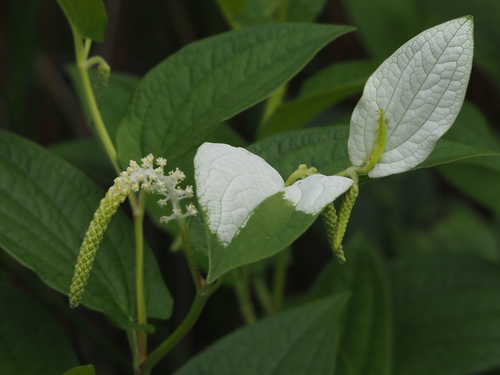 Saururus chinensis