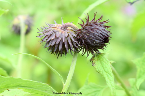 Saussurea auriculata (Nuri) — photo