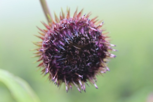 Saussurea auriculata (Nuri) — photo
