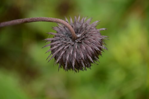 Saussurea auriculata