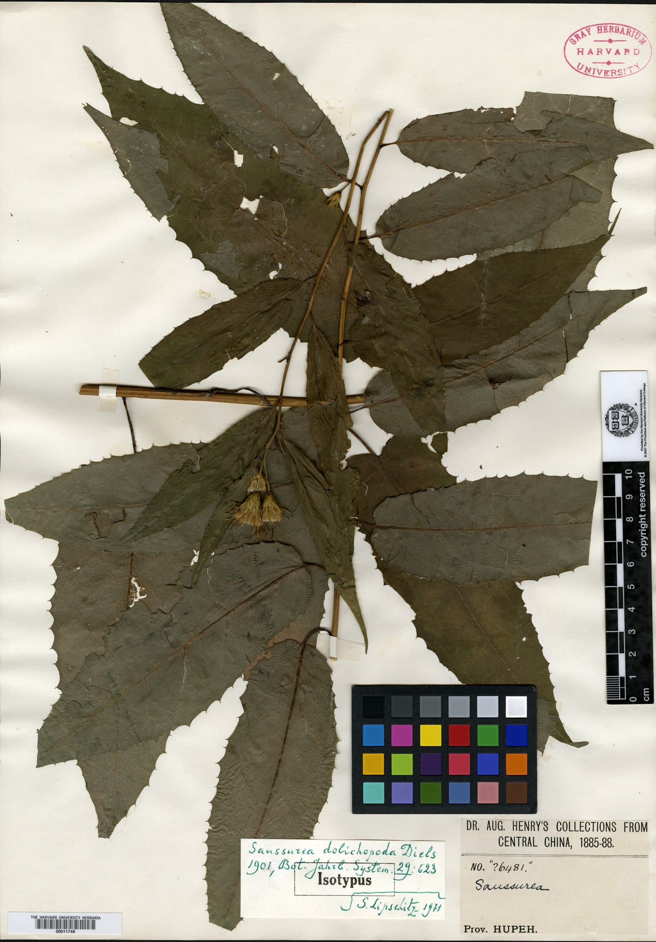 Saussurea dolichopoda