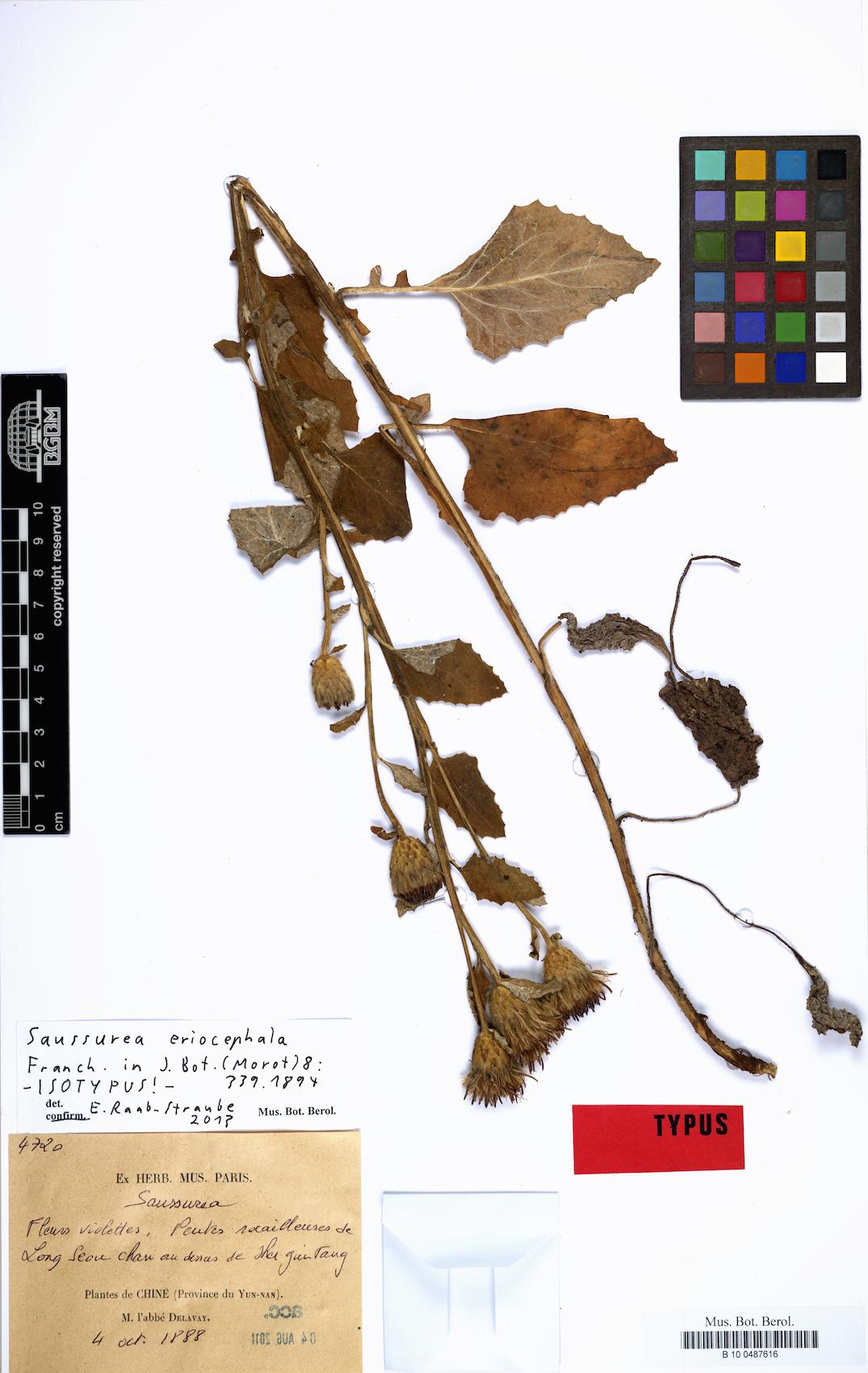 Saussurea eriocephala — photo