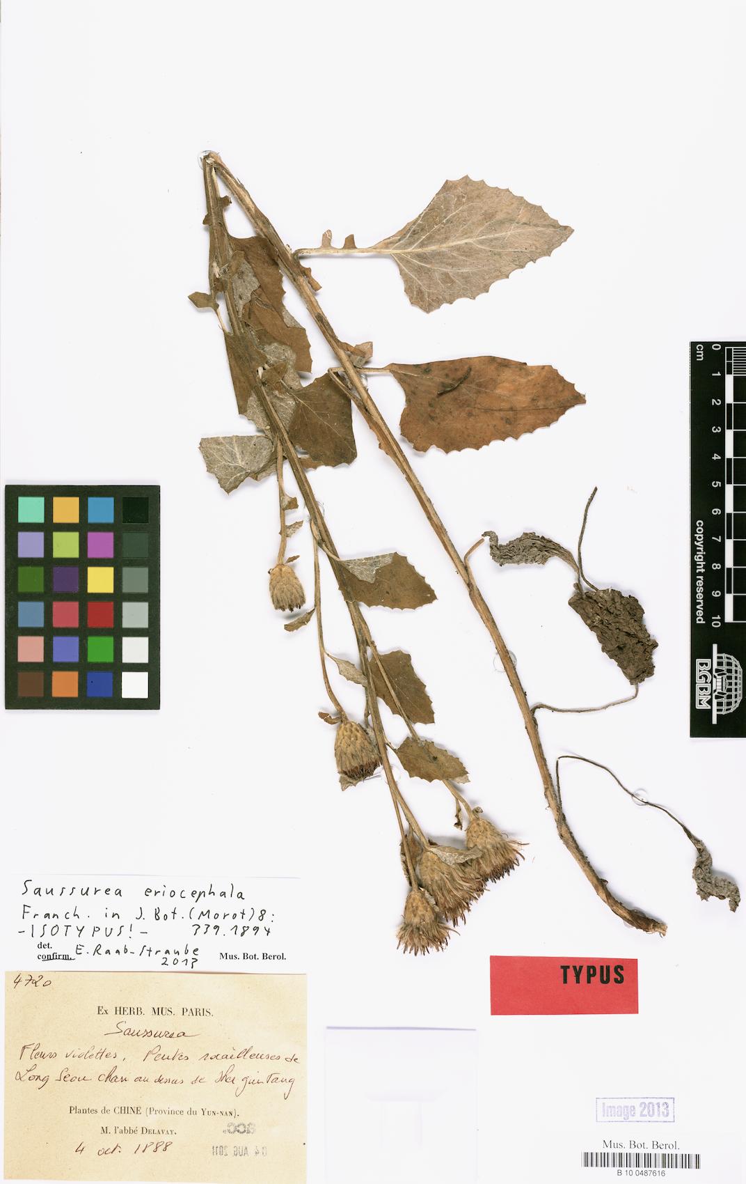 Saussurea eriocephala