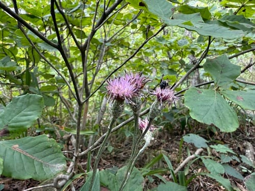 Saussurea gracilis — photo