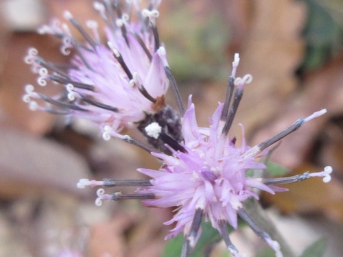 Saussurea gracilis