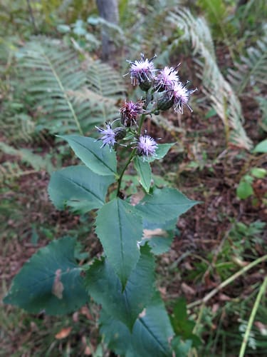 Saussurea grandifolia — photo