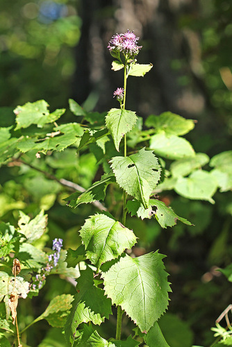 Saussurea grandifolia
