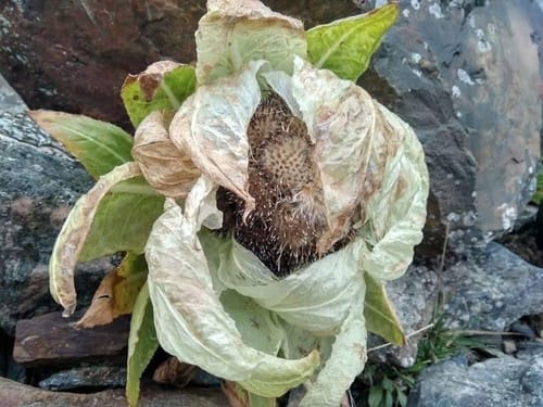 Saussurea involucrata — photo