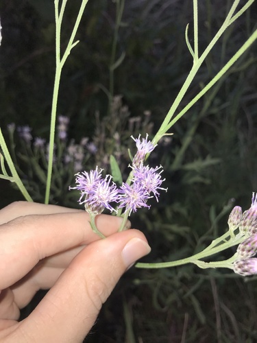 Saussurea japonica — photo