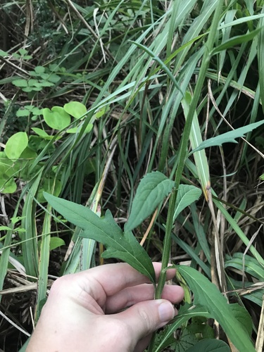 Saussurea japonica — photo
