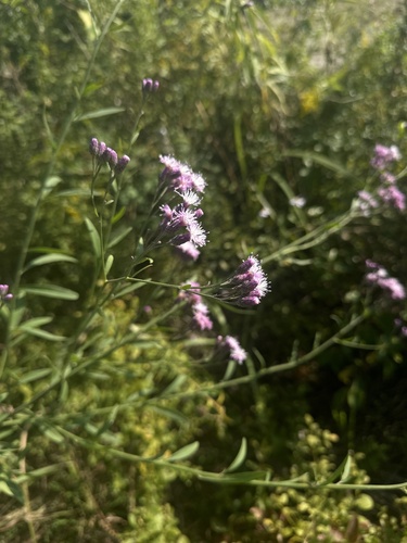 Saussurea japonica