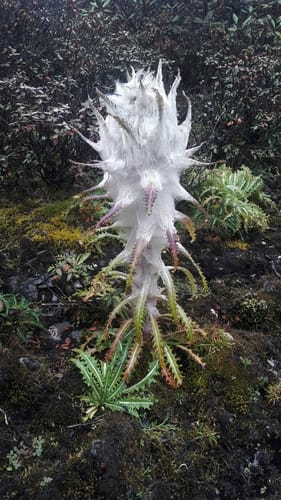 Saussurea laniceps — photo