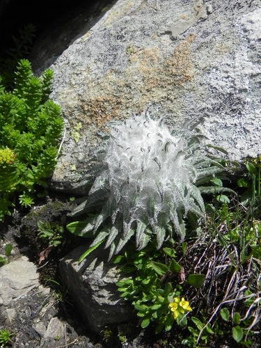 Saussurea laniceps