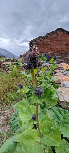 Saussurea lappa