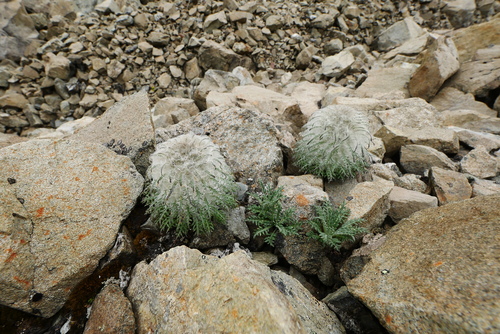 Saussurea leucoma — photo