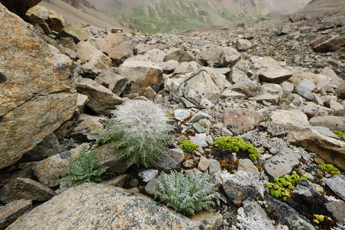 Saussurea leucoma — photo