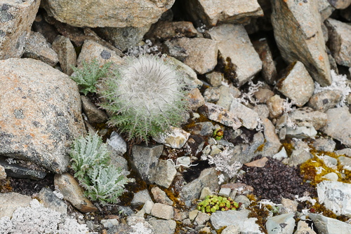 Saussurea leucoma