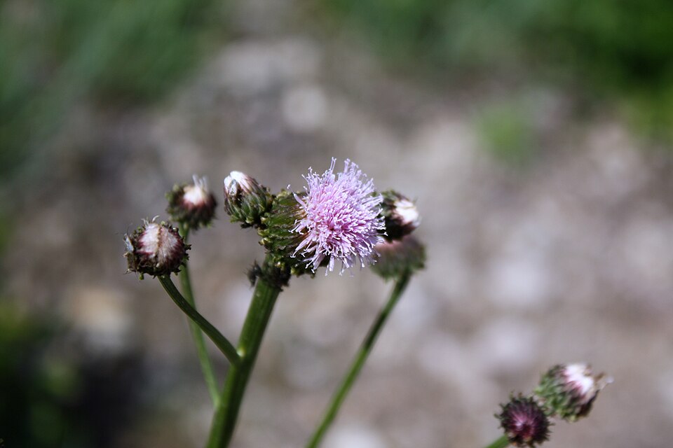 Saussurea lyrata