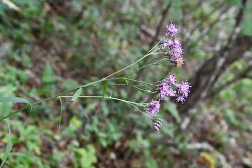 Saussurea maximowiczii — photo