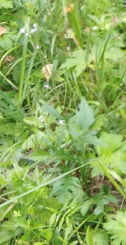 Saussurea maximowiczii — photo
