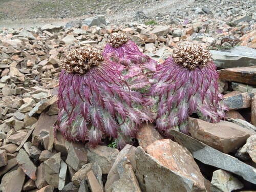 Saussurea medusa — photo