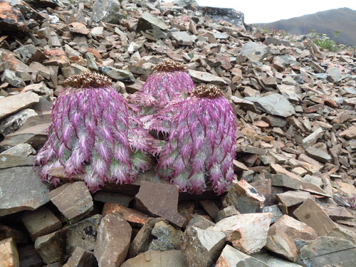Saussurea medusa