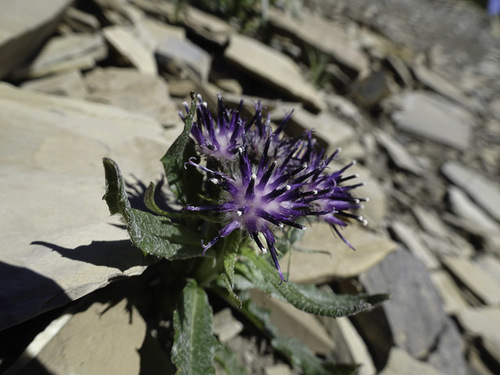 Saussurea nuda (Nutty saw-wort) — photo