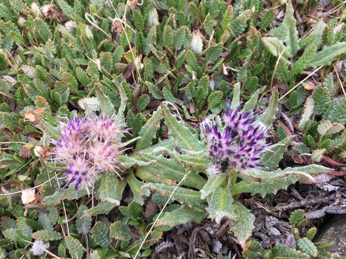 Saussurea nuda (Nutty saw-wort) — photo
