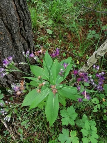 Saussurea parviflora — photo