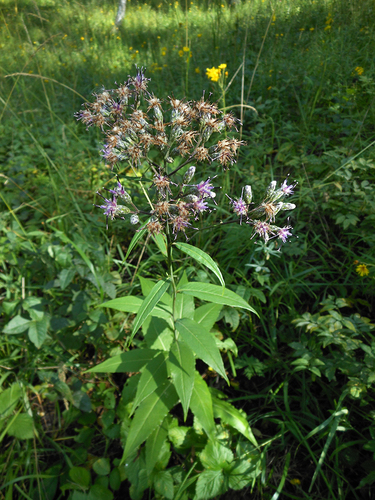 Saussurea parviflora