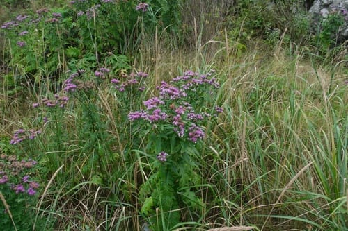 Saussurea pulchella — photo