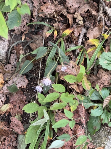 Saussurea seoulensis — photo