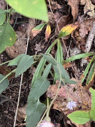 Saussurea seoulensis — photo
