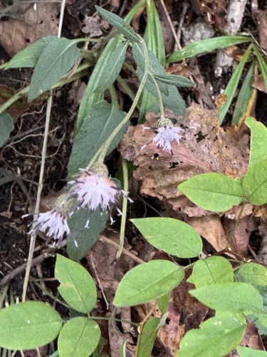 Saussurea seoulensis