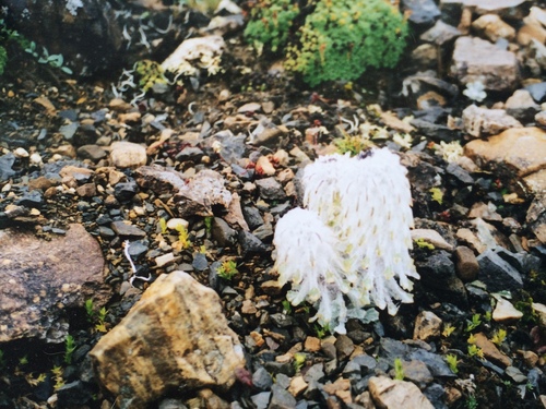 Saussurea tridactyla