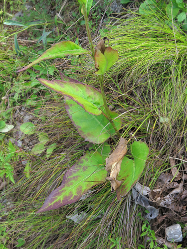 Saussurea ussuriensis — photo