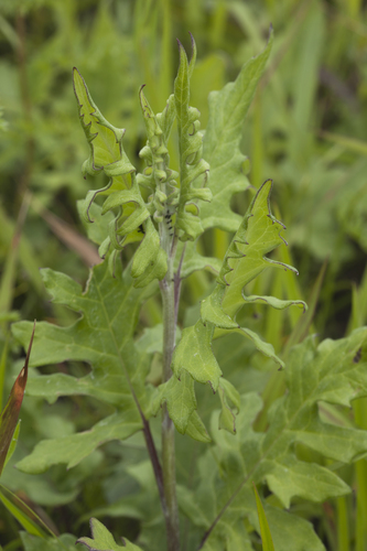 Saussurea ussuriensis — photo