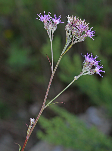 Saussurea ussuriensis