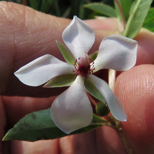 Sauvagesia erecta (Yerba de St. Martin) — photo