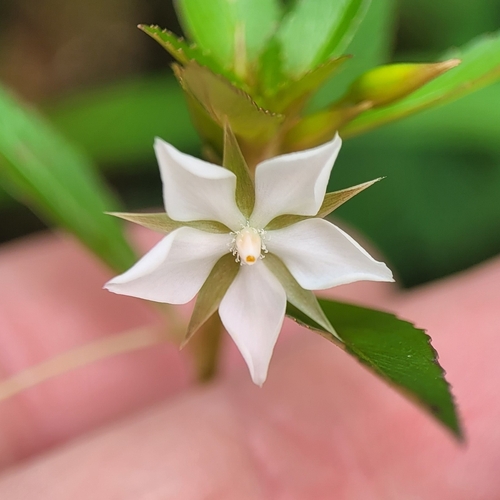 Sauvagesia erecta (Yerba de St. Martin) — photo
