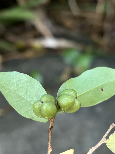 Savia sessiliflora — photo