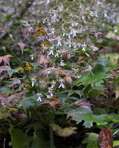 Saxifraga cortusifolia — photo