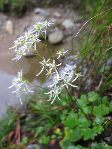 Saxifraga fortunei