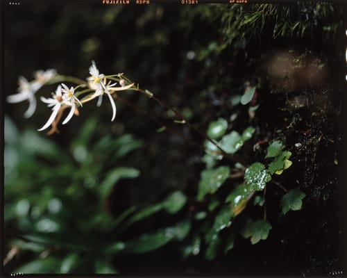 Saxifraga fortunei — photo