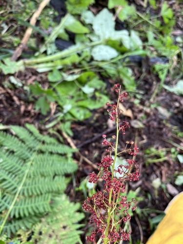 Saxifraga fusca — photo