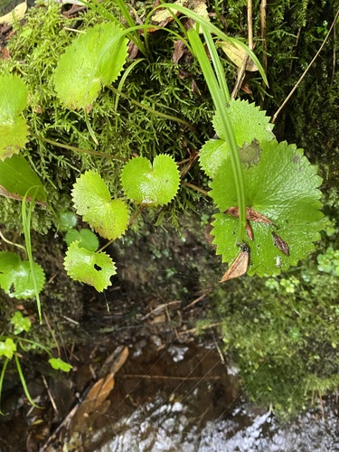 Saxifraga fusca — photo